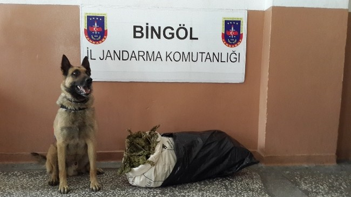 Bingöl\'de 9 Kilogram Esrar Ele Geçirildi