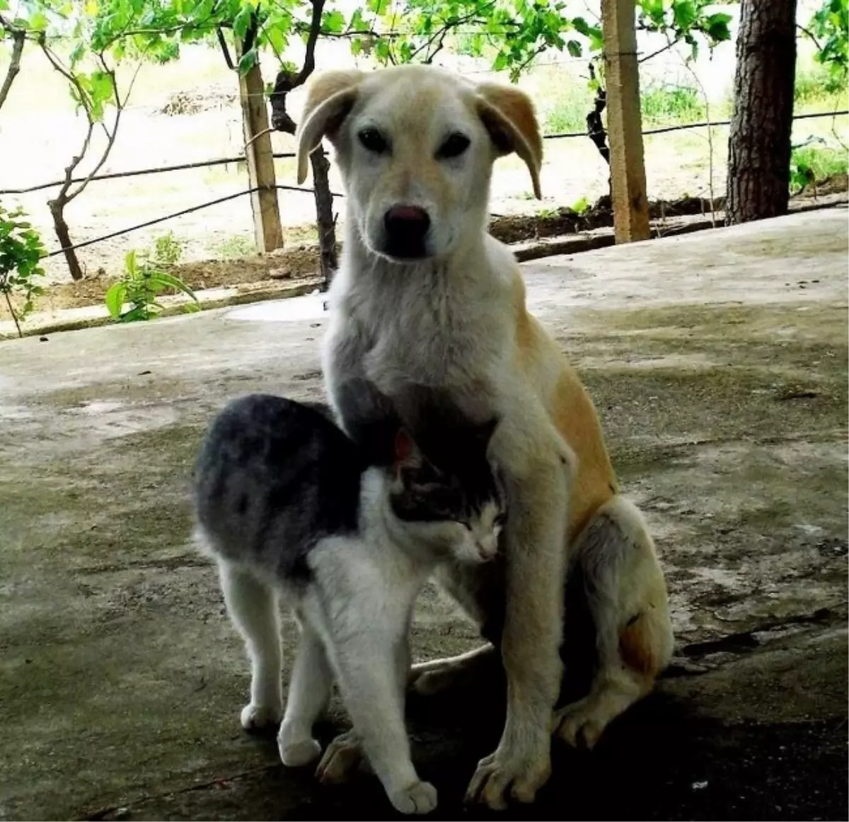 Çocuğunuza Karne Hediyesi Kedi Köpek Alınmayın