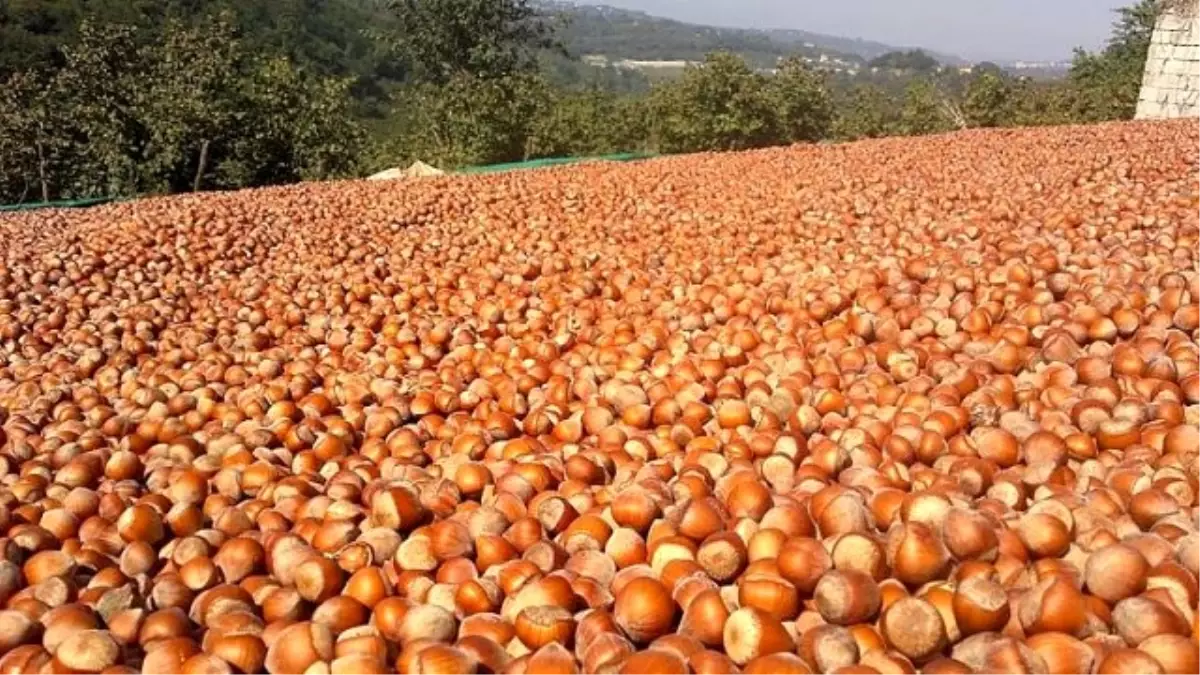 Fındıkta Rekolte Tahmini Hassas Çalışma Gerektiriyor"