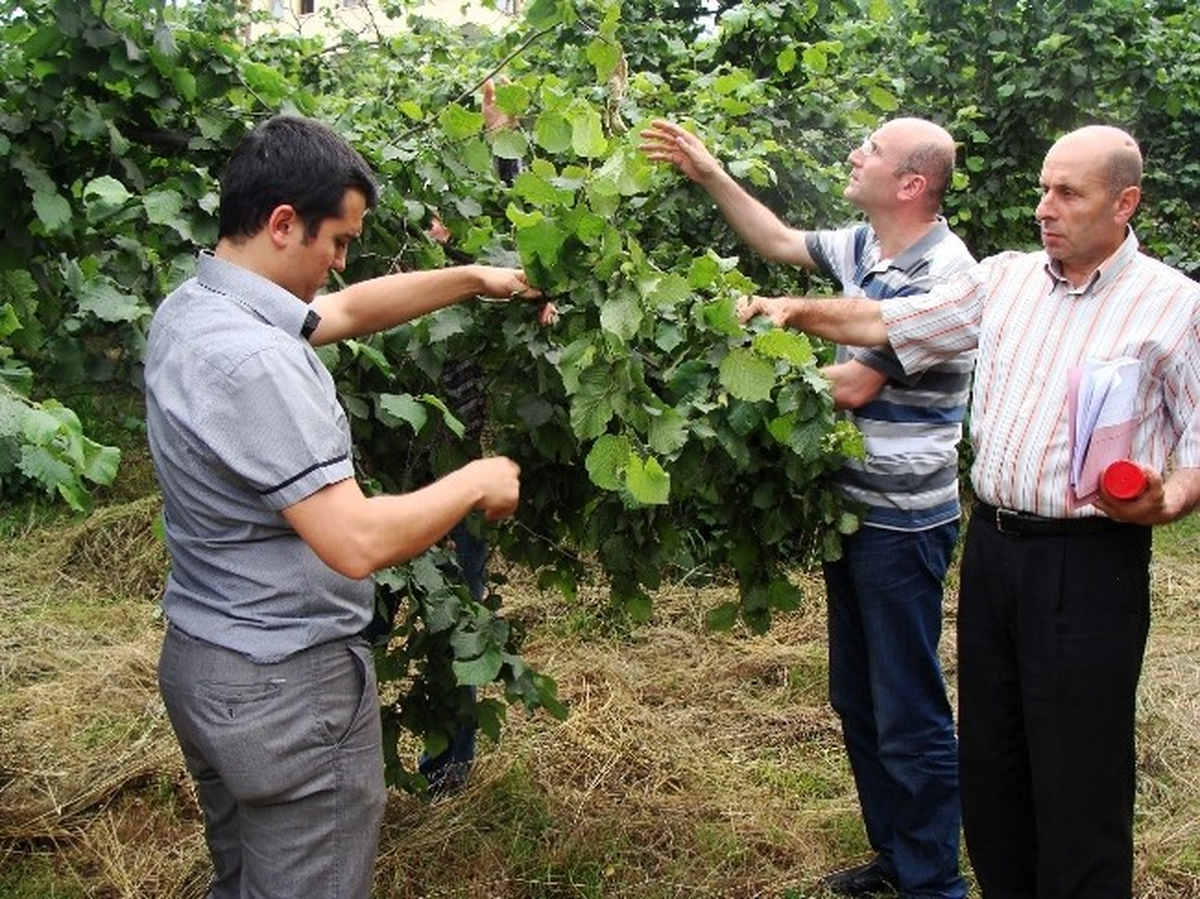 Fındıkta Rekolte Tespiti Öncesi Uyarı