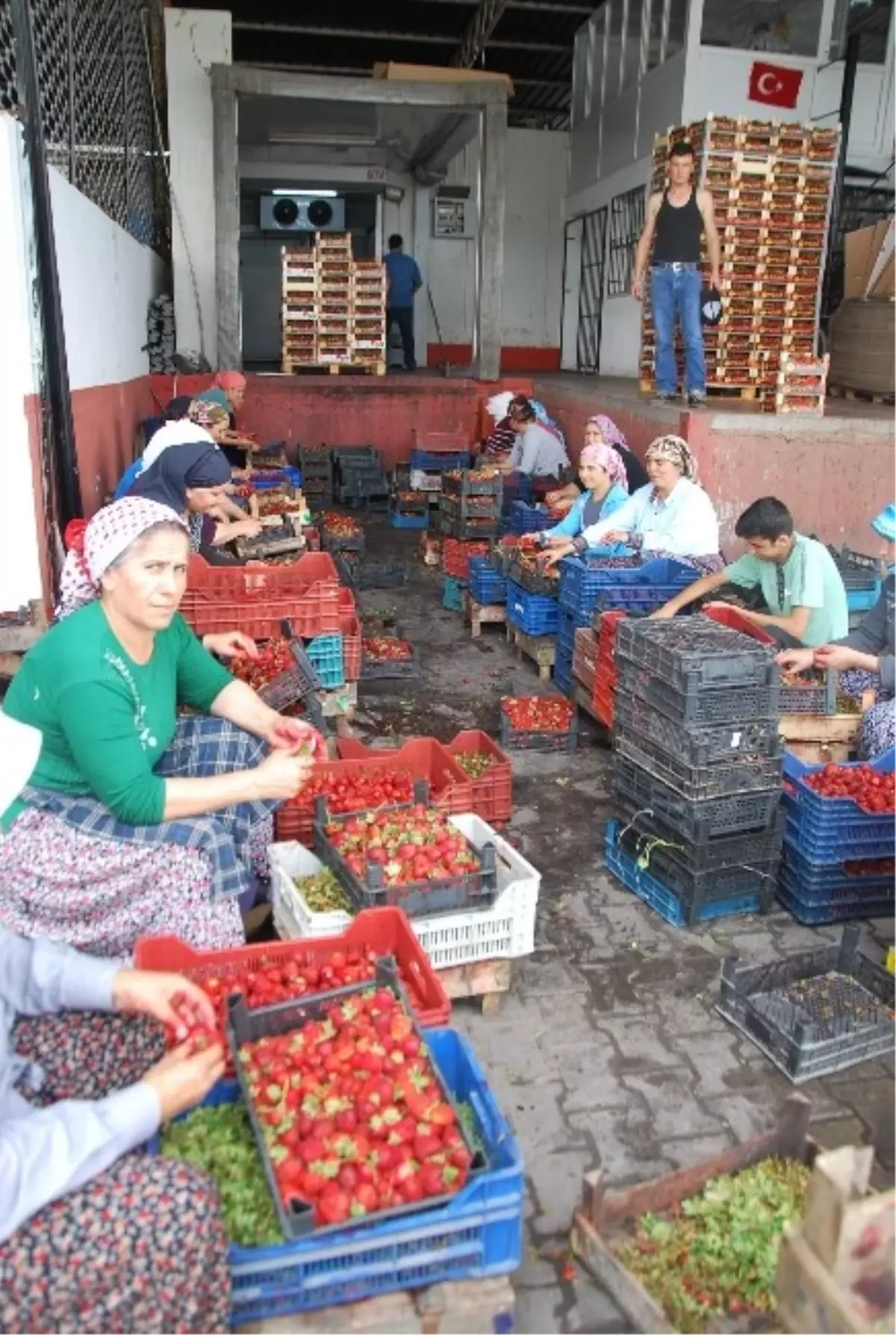 Fiyatlar Düşünce Çilek Üreticisi Dertlendi