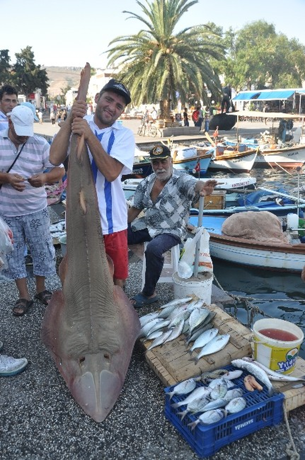 Foça'lı Balıkçılar Dev Kemane Balığı Yakaladı