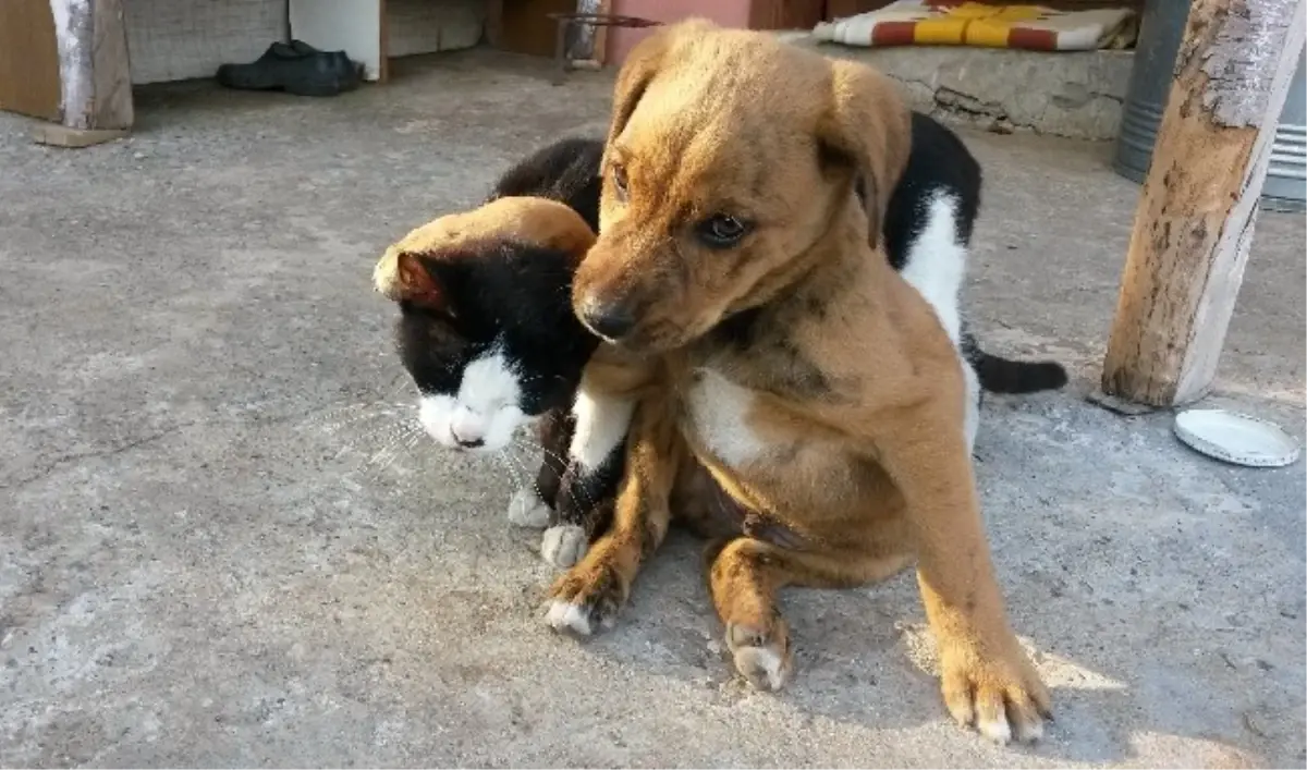 Bunlar da \'Kanka\' Kedi Köpek