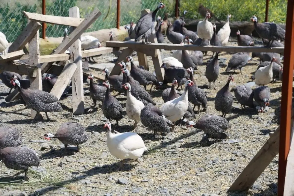 Yozgat\'ta Kene ile Mücadelede İçin 2 Bin Beç Tavuğu Üretiliyor