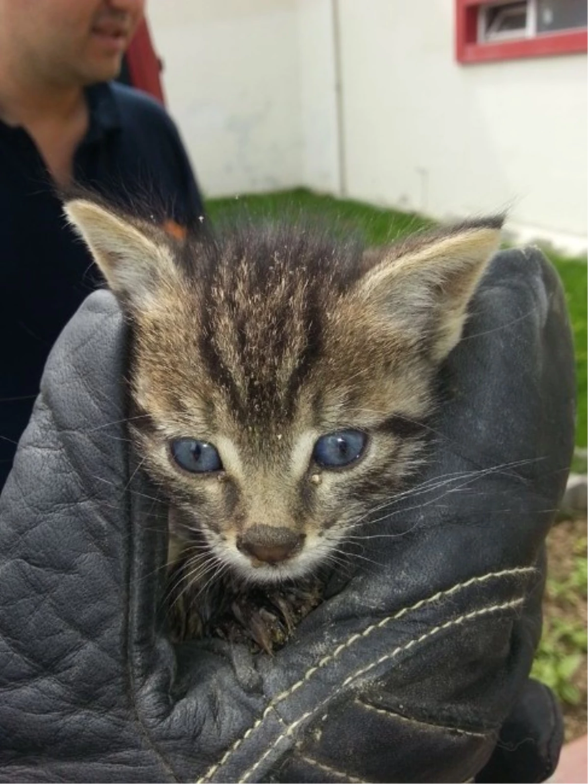 Tokat\'ta Minik Kediyi İtfaiye Erleri Kurtardı