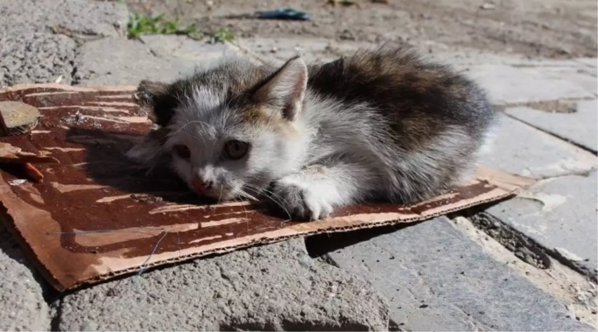 Fare Tuzağına Yavru Kedi Düştü