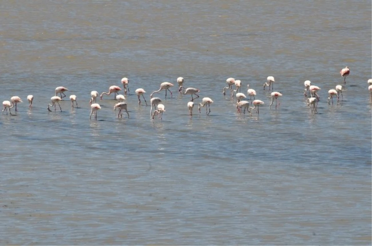 Flamingoların Görsel Şöleni