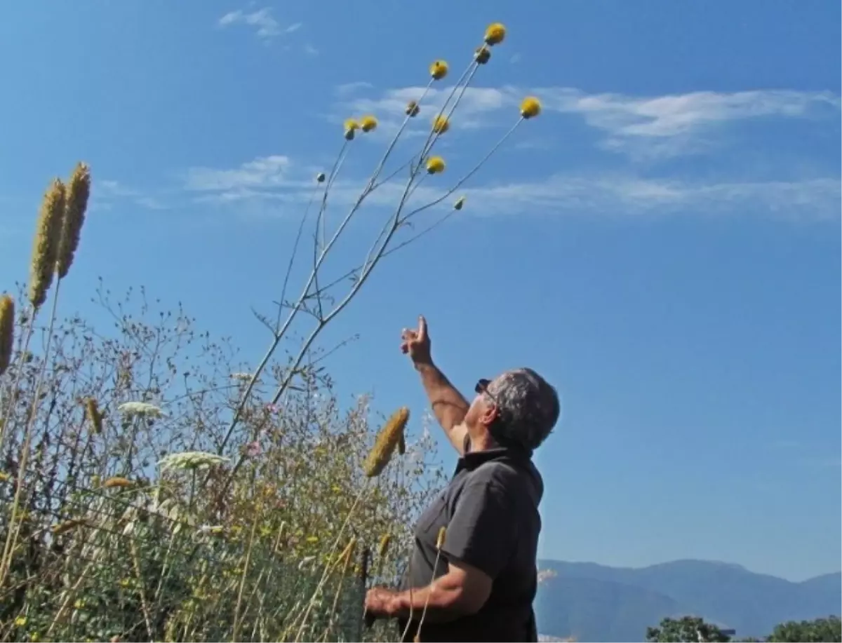 Kuşadası\'nın Tüllüşah\'ı Açtı