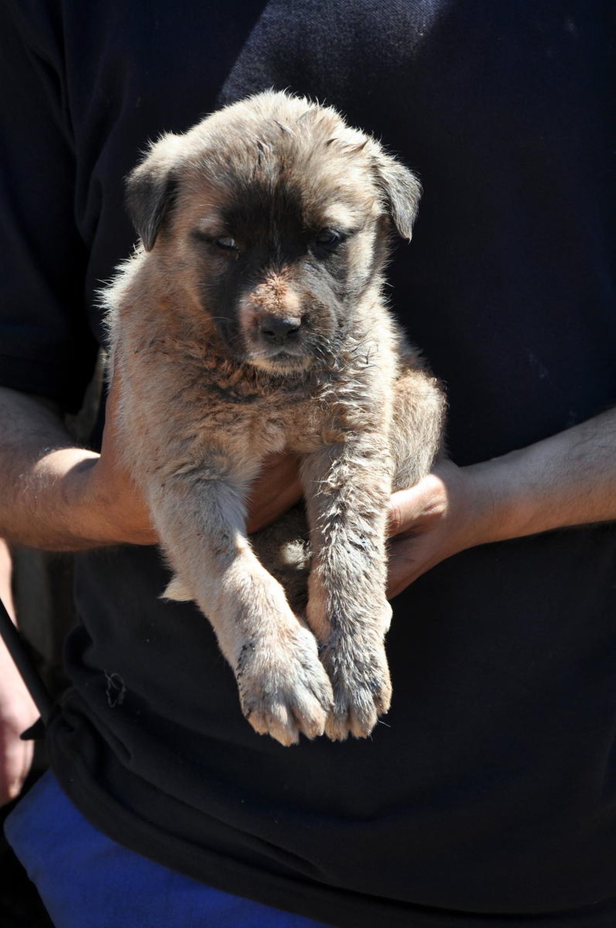 Vagonda Mahsur Kalan Köpeği TCDD Görevlileri Çıkarttı