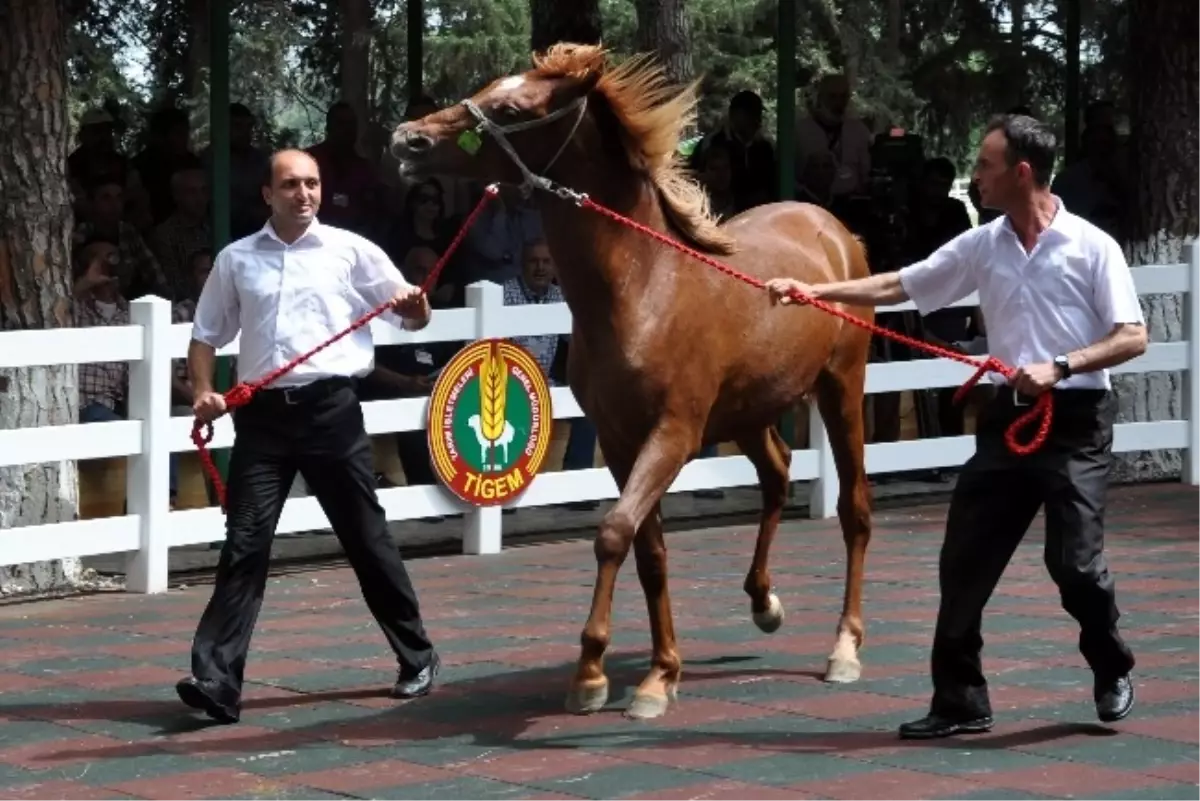 Arap Yarış Tayları Görücüye Çıkıyor