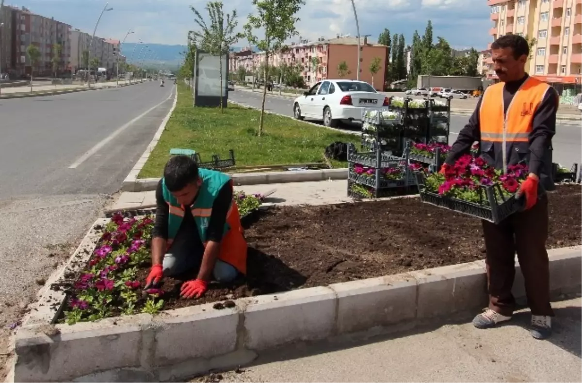 Büyükşehir, Erzurum Şehir Merkezine 350 Bin Çiçek Ekti