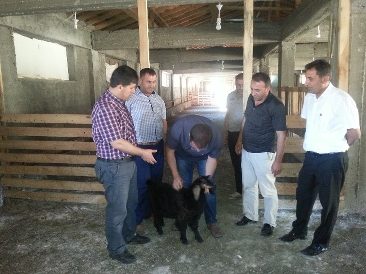 Dika Koordinatörü Cizre\'deki Halep Keçisi Çiftliğini Ziyaret Etti