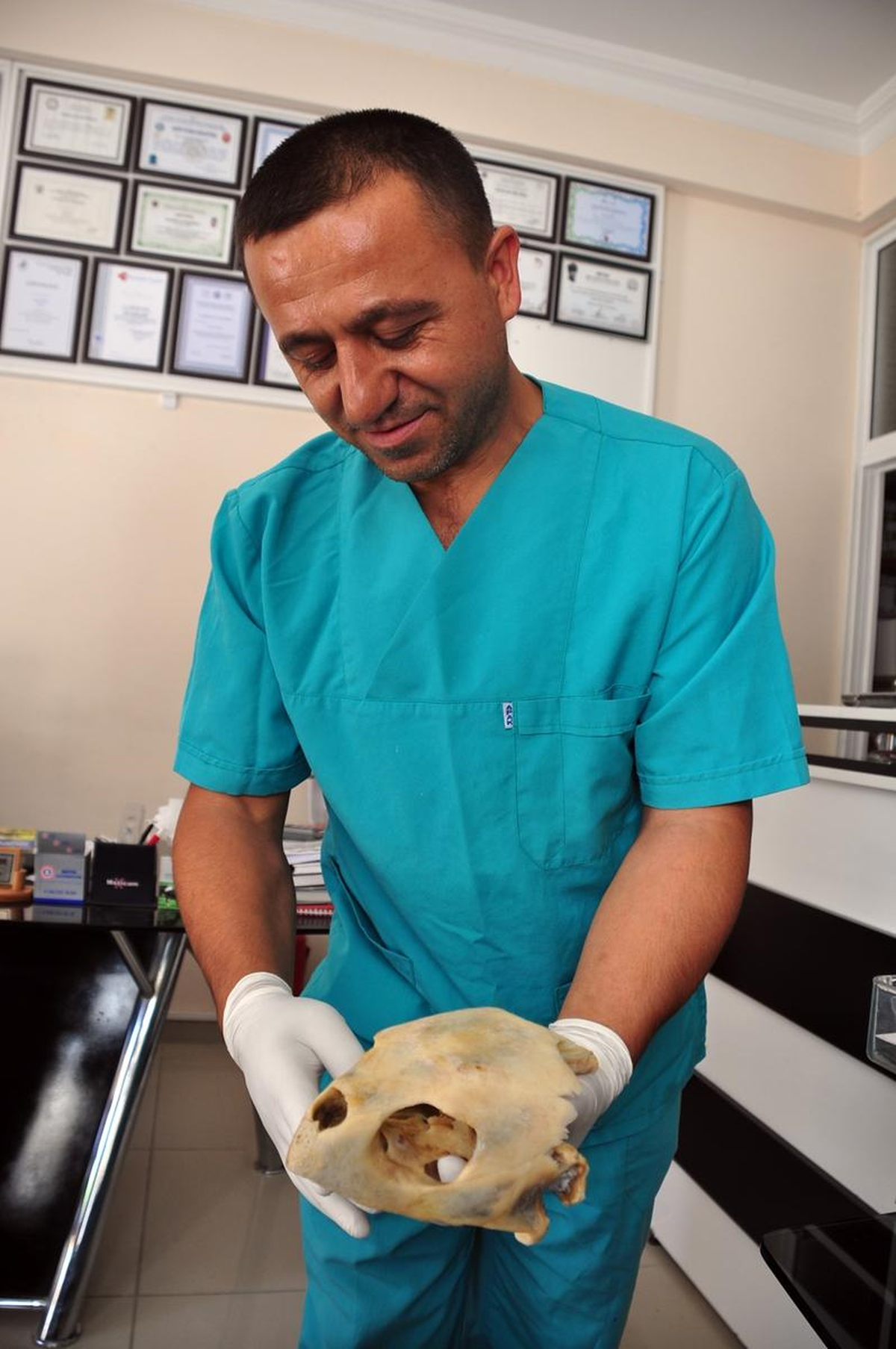 Muğla\'da, 150 Yaşında Ölü Caretta Caretta Bulundu