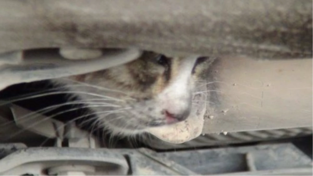 Otomobilin Motoruna Sıkışan Kedi İçin Seferber Olundu