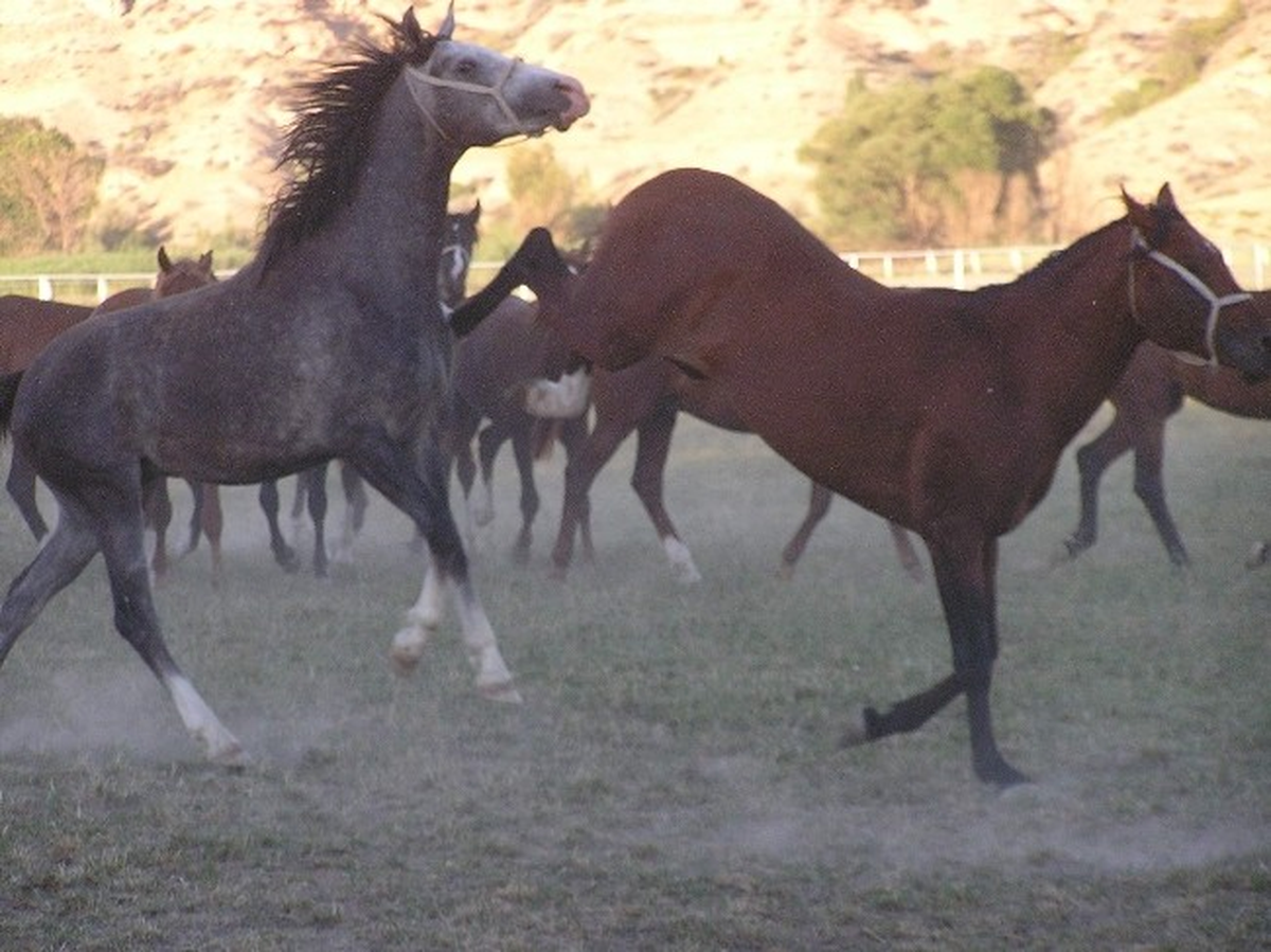 Malatya\'da Ünlü Yarış Tayları Görücüye Çıkıyor
