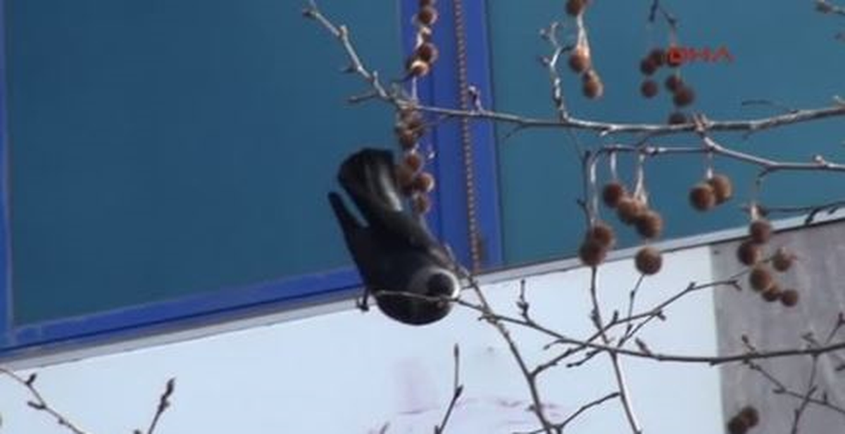 Ağaçta Asılı Kalan Kuşu İtfaye Ekipleri Kurtardı