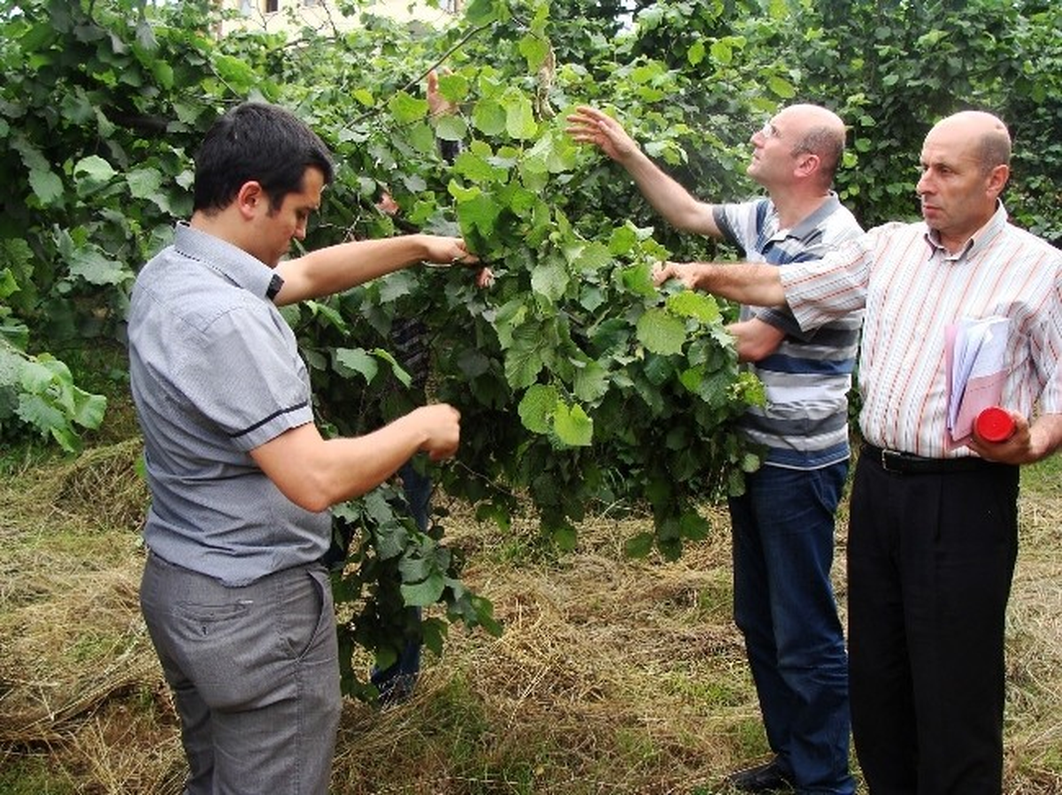 Akçakoca\'da Fındıkta Rekolte Sayımı Yapıldı