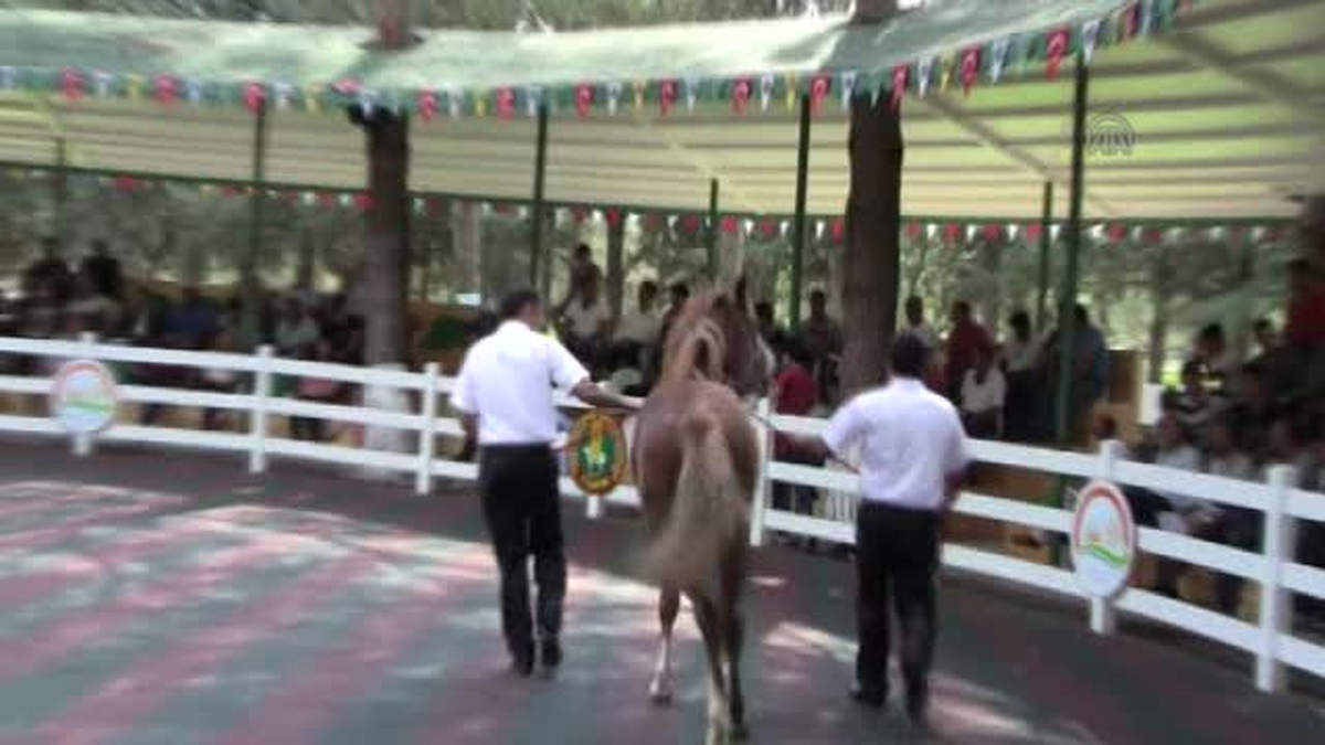 Arap yarış tayları satışa çıktı -