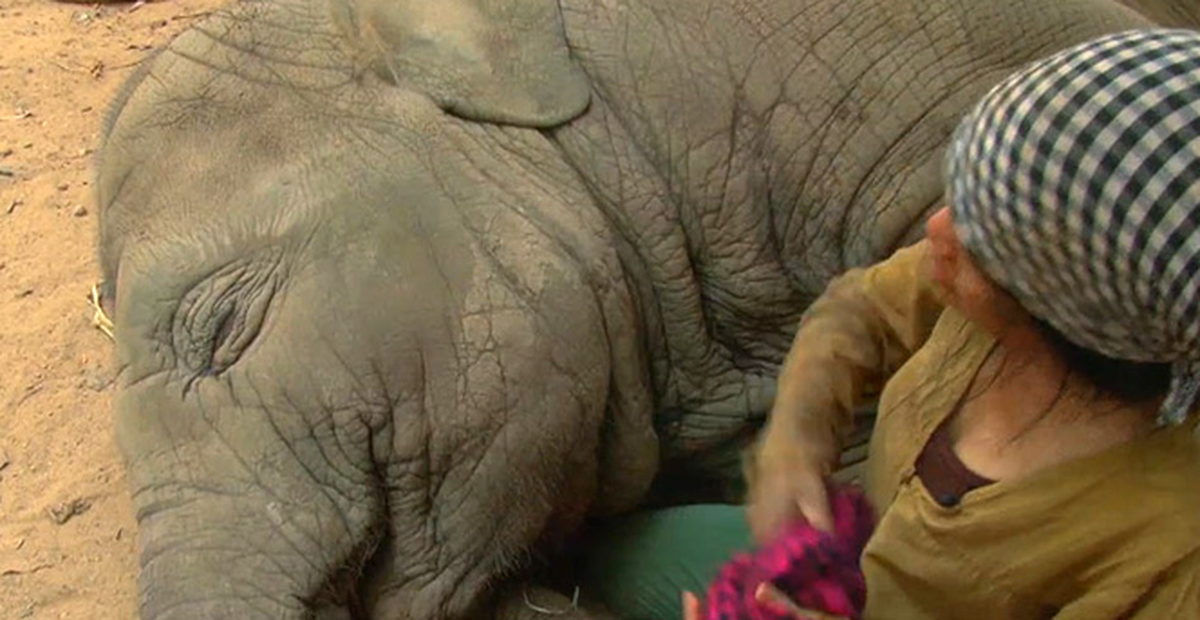 Bakıcı Fili Ninni İle Uyuttu