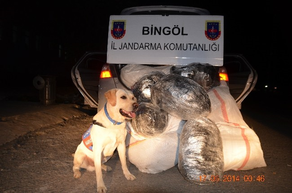 Bingöl\'de 105 Kilo Esrar Ele Geçirildi