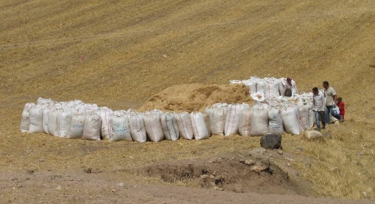 Kuraklık Saman Fiyatlarını Arttırdı