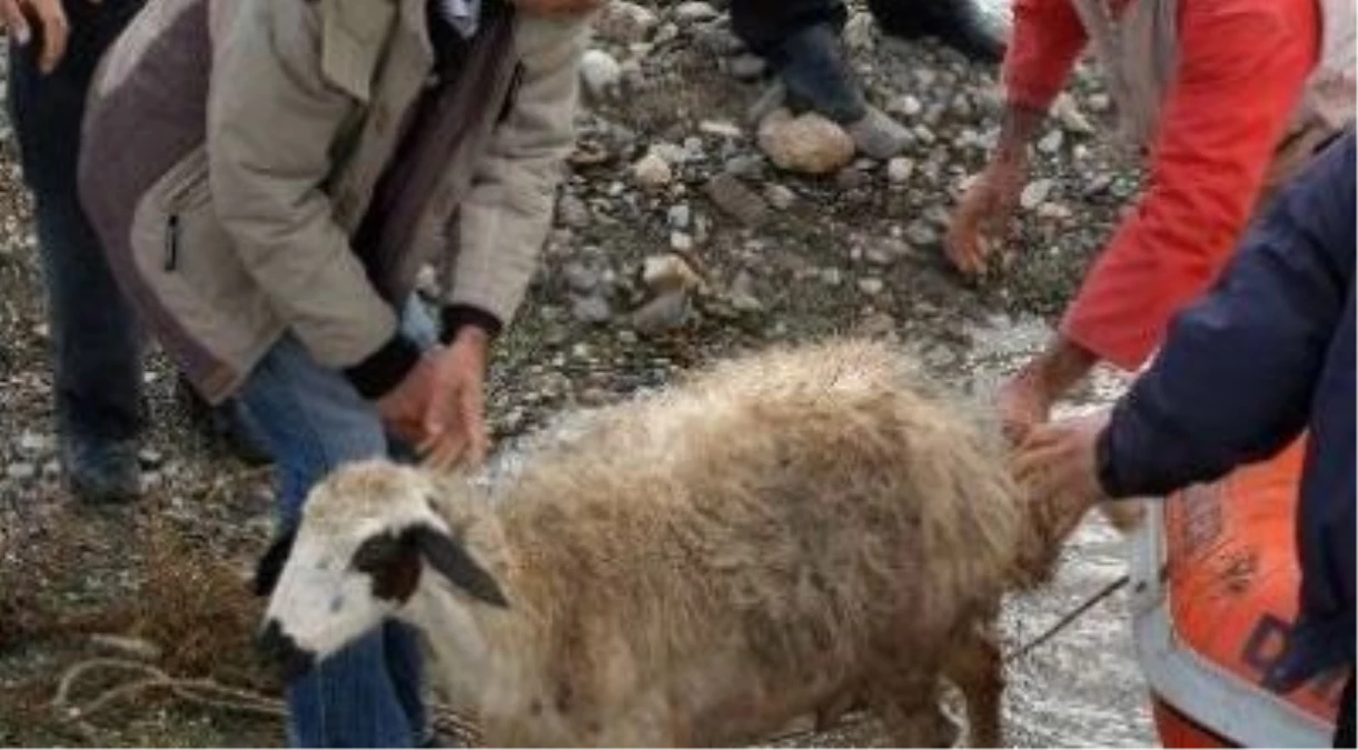 Torbalı\'da Su Kanalına Düşen Koyunu, AKS Ekibi Kurtardı