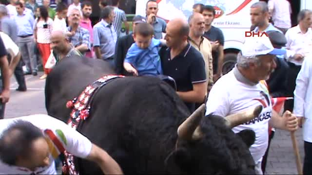 Artvin\'de Boğaların Katılımı ile Kortej Yürüyüşü