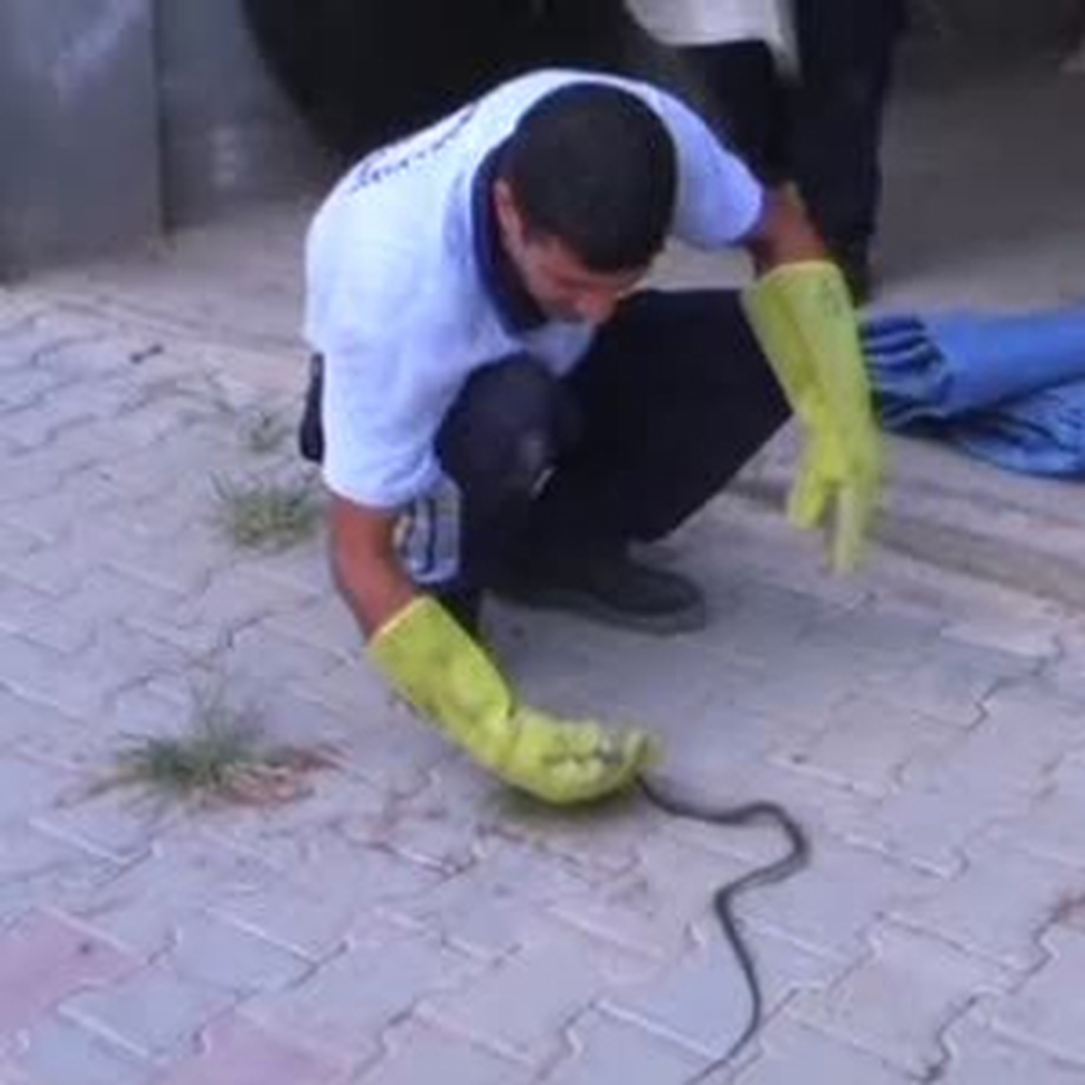 Yılan Korkusundan Evden Çıkamıyorlar