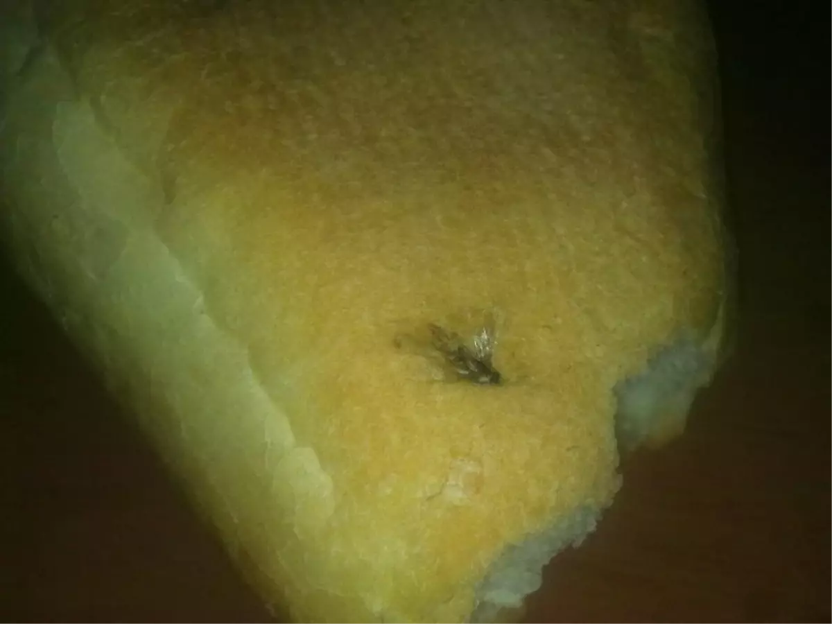 Ekmekten Sinek Çıktı