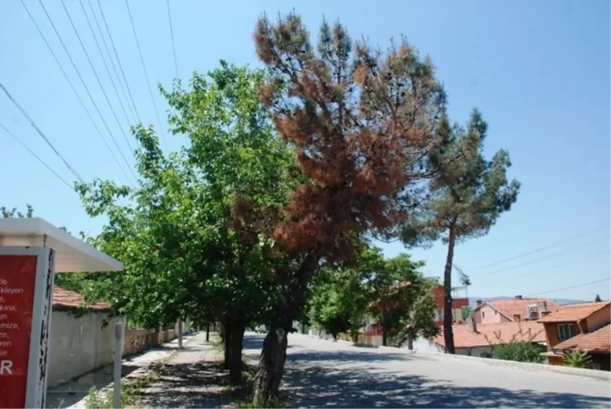 Gediz\'de Kızılçam Ağaçlarını Kurutan Hastalıkla Mücadele Devam Ediyor