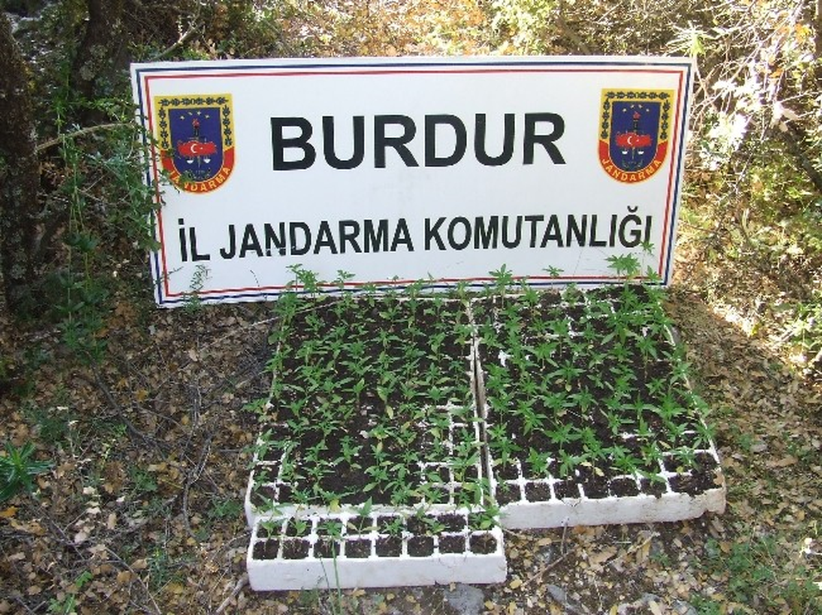 Jandarmadan Köyde Uyuşturucu Operasyonu