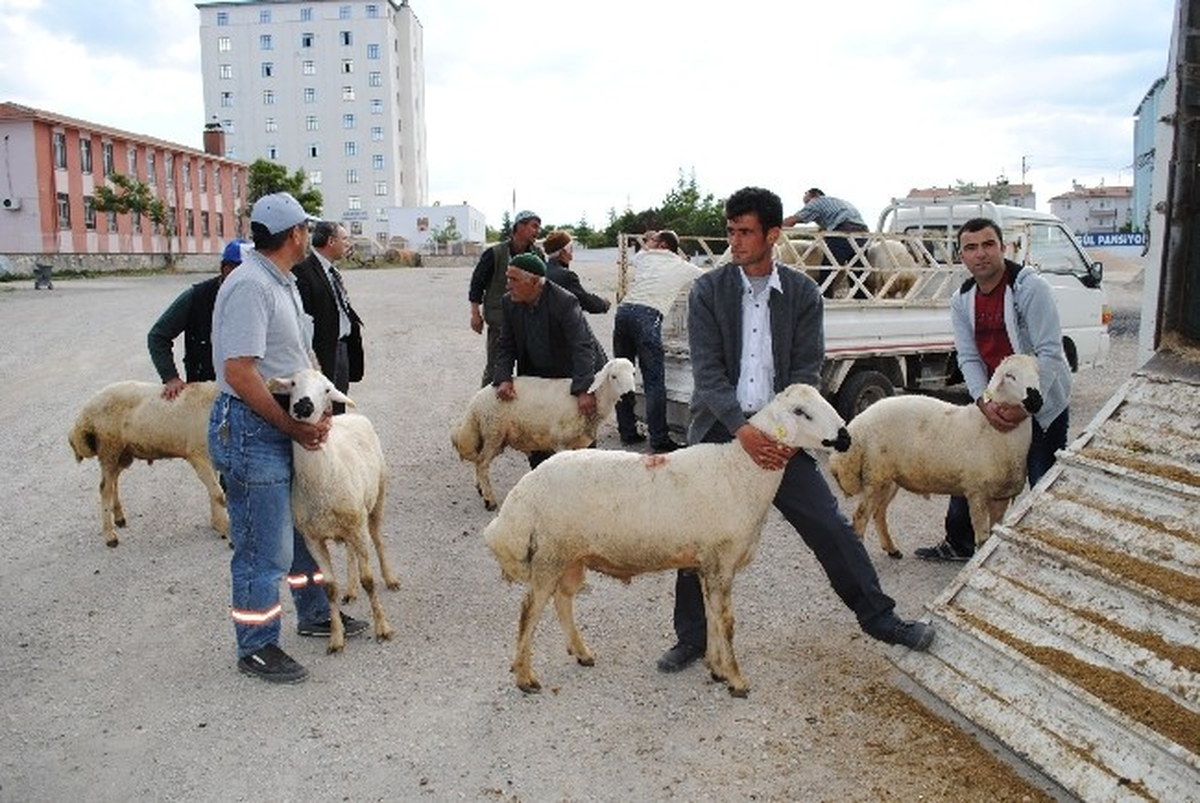 Karaman\'da Üreticilere Damızlık Koç Dağıtıldı