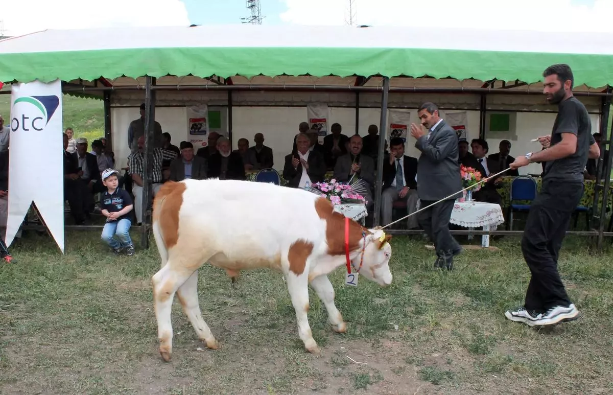 Kars\'ta Buzağı Güzellik Yarışması Düzenlendi