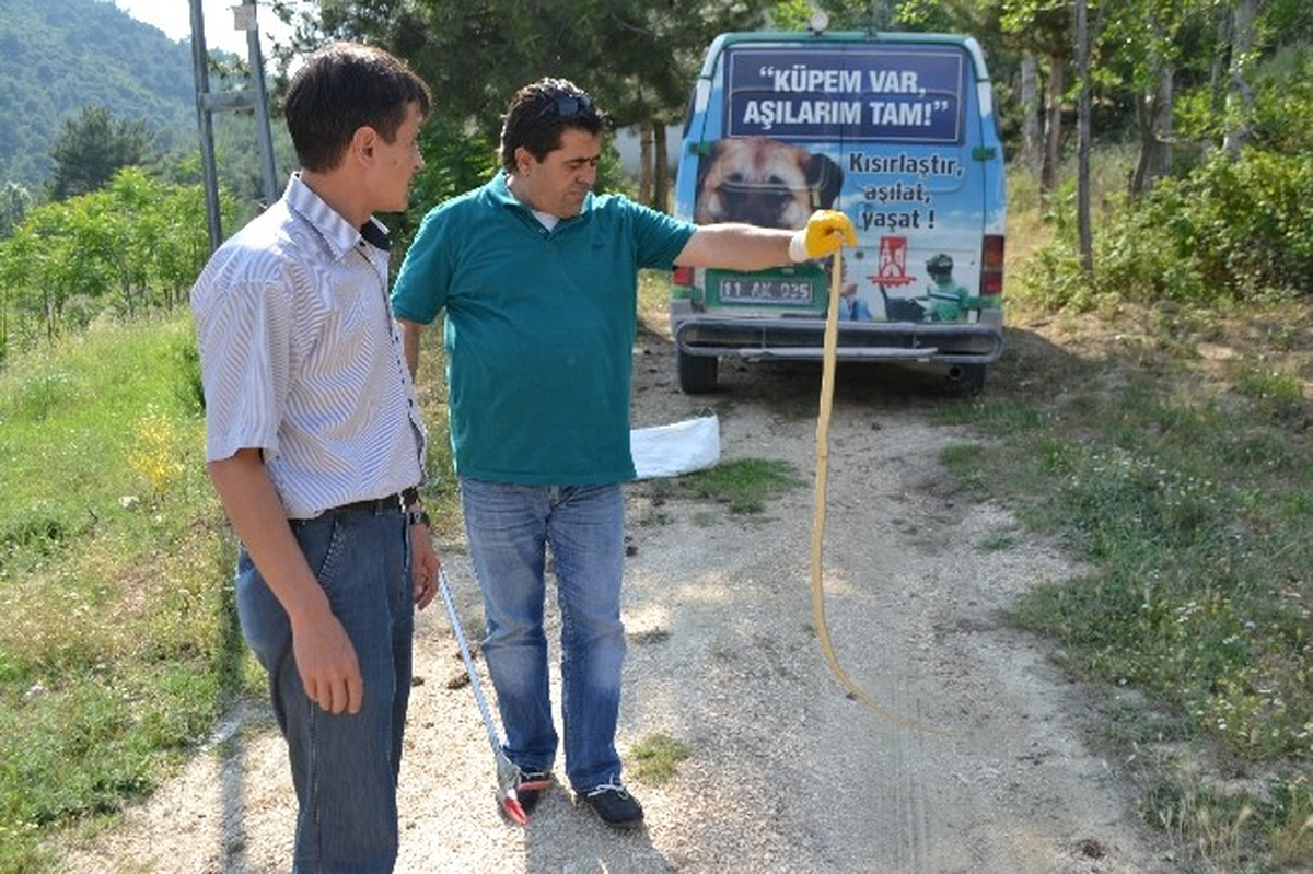 Konteynerde Yakalanan Yılan Doğaya Bırakıldı