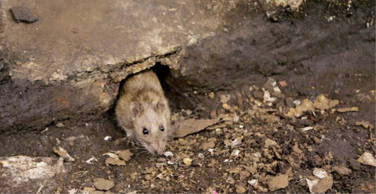 New York\'u Fareler Bastı