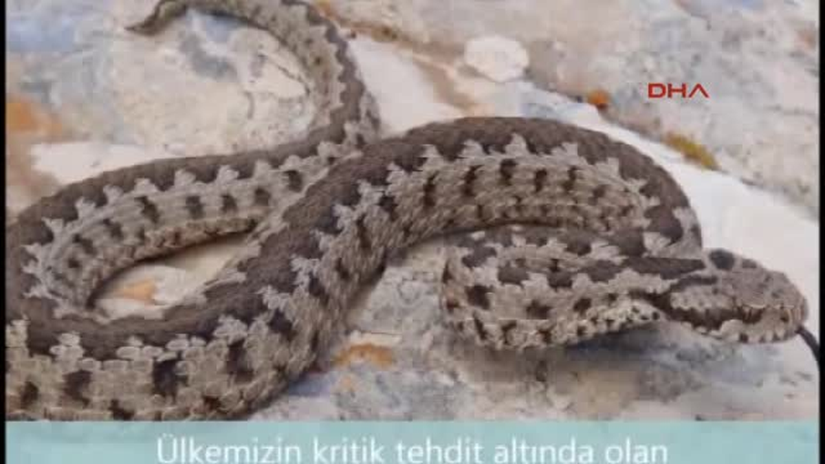 Anadolu\'nun Kayıp Engereği Bulundu