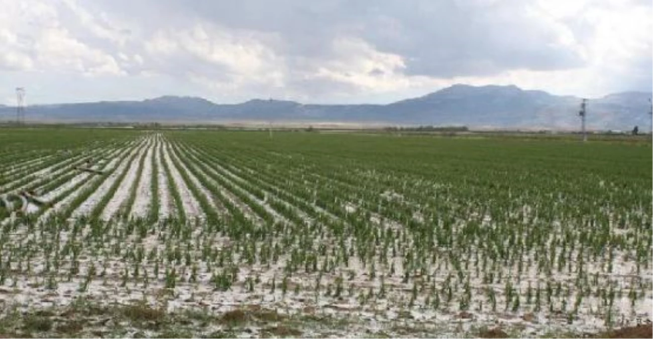 Ankara\'da Don ve Yağışlardan 5 Bin Çiftçi Zarar Gördü