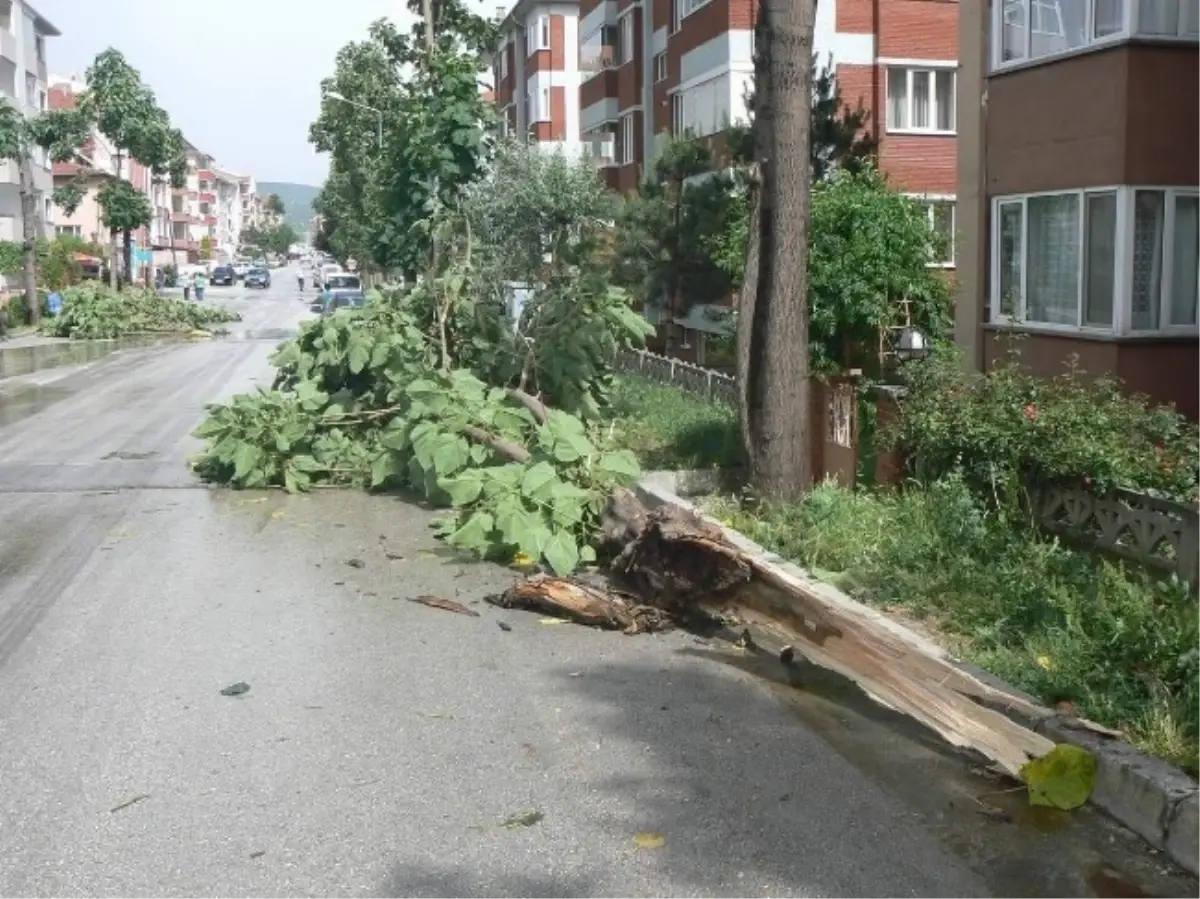 Bozüyük\'te Fırtına Ağaçların Dallarını Kırdı