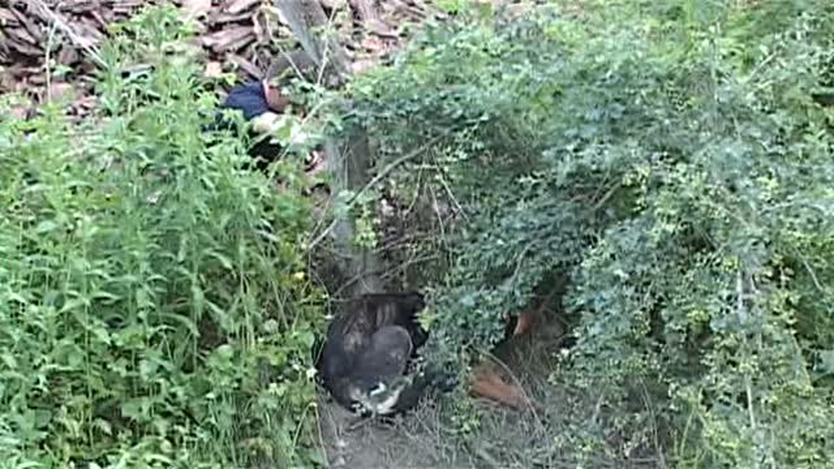 Direğe bağlanan köpeğe itfaiyeden yardım eli -