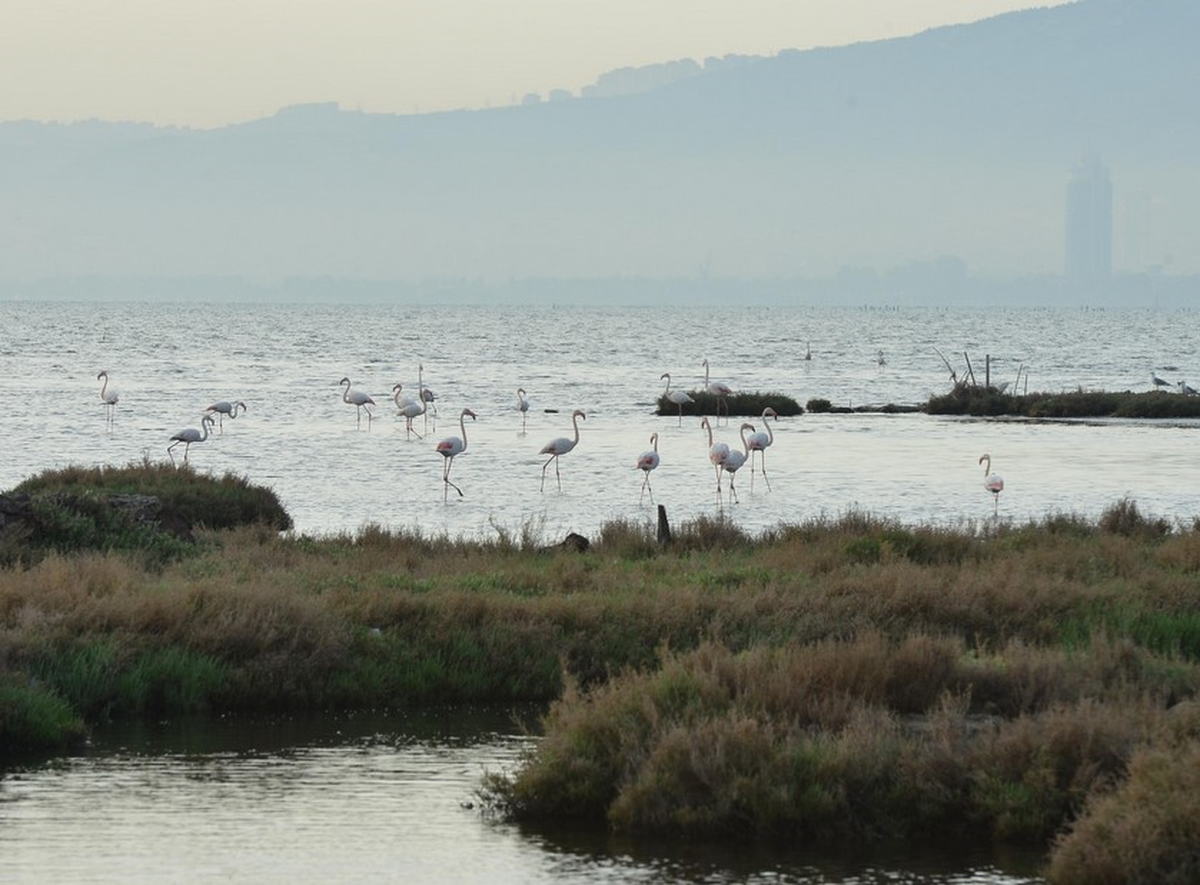 İzmir\'in Arıtma Suyu Kuş Cenneti\'ne "Can" Verecek