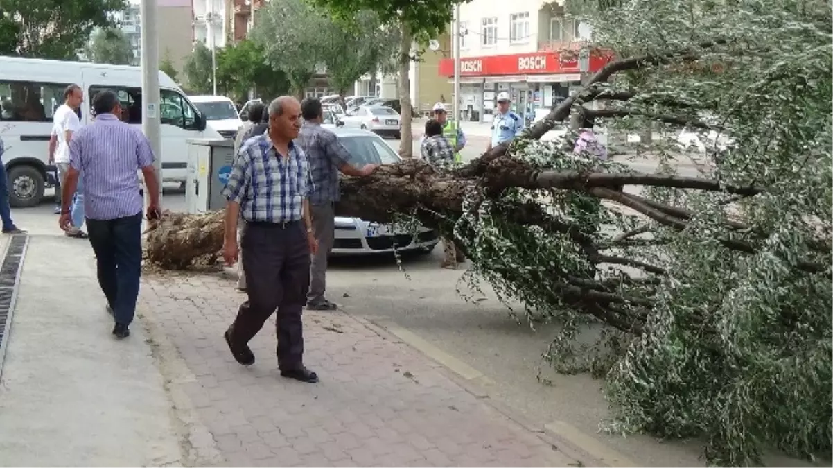 Karaman\'da Şiddetli Rüzgar Ağaçları Devirdi