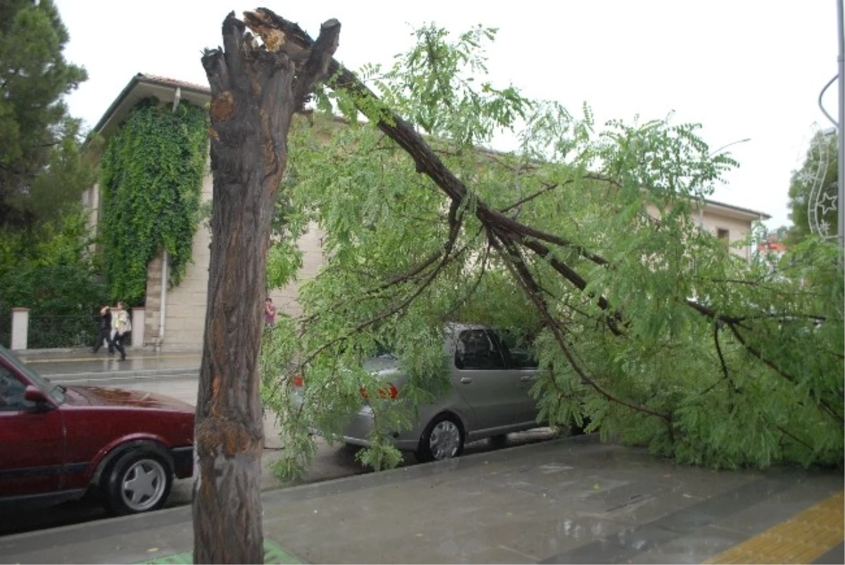 Rüzgarın Devirdiği Ağaç Otomobilin Üstüne Düştü
