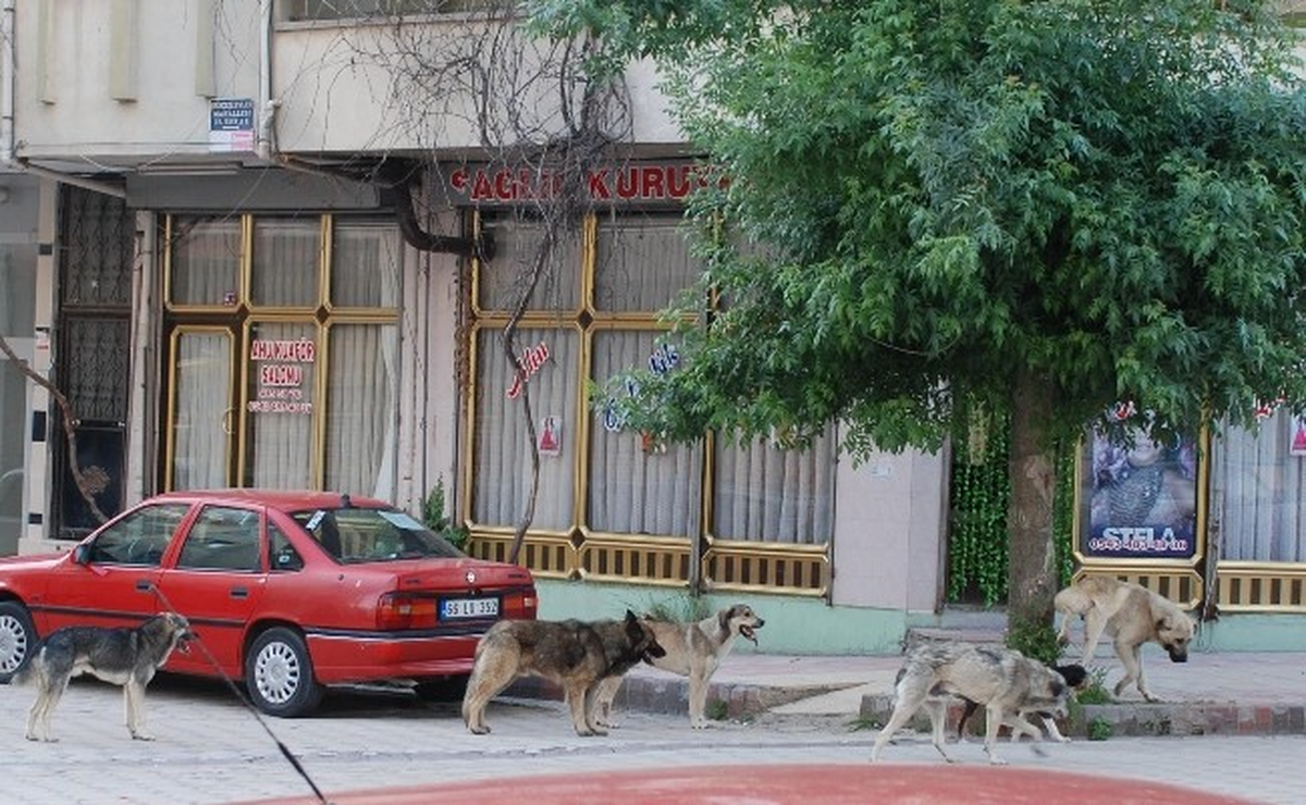 Sorgun\'da Başıboş Köpekler Korkutuyor
