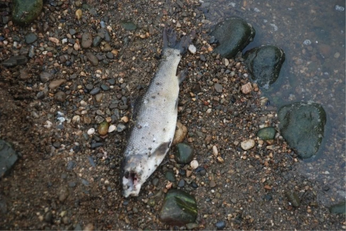 Antalya\'da Balık Ölümleri