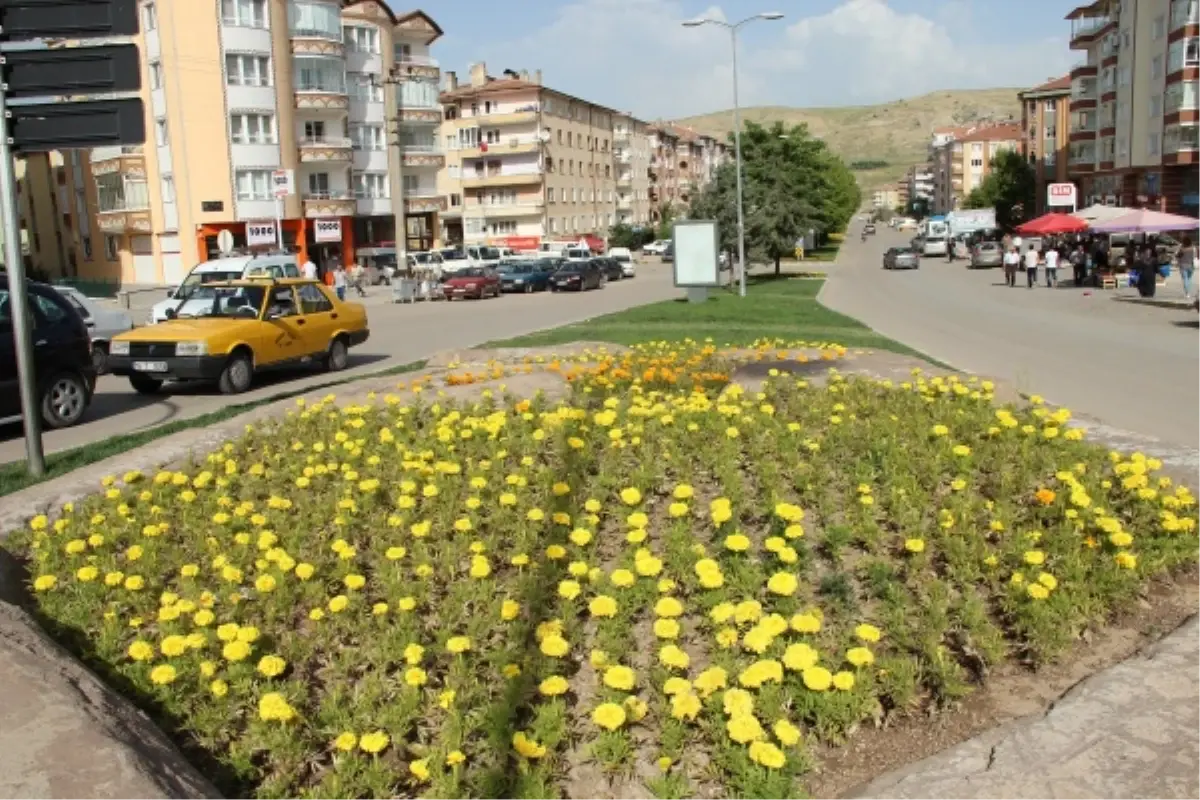 Çankırı 50 Bin Çiçekle Renklendi