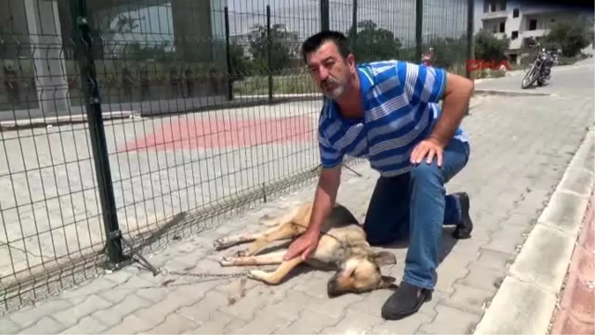 İşkence ile Öldürülen Köpeğe Ağladı