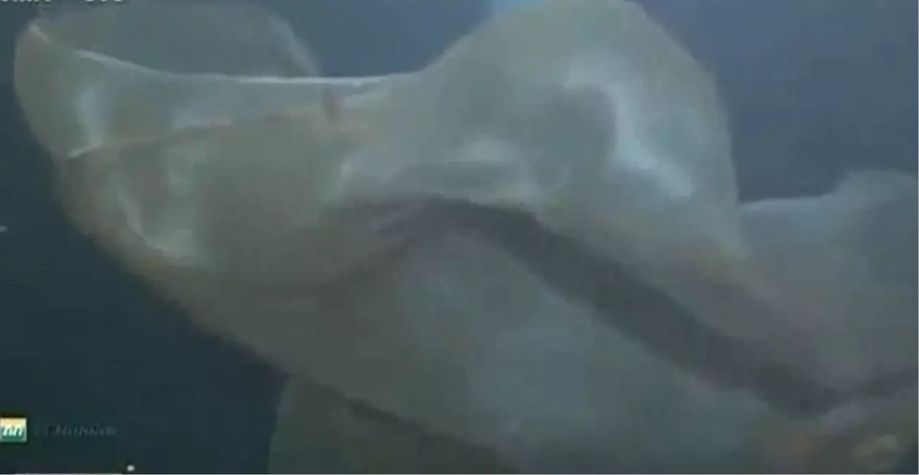 Okyanustaki Canlı, Bilim İnsanlarını Yıllarca Uğraştırdı