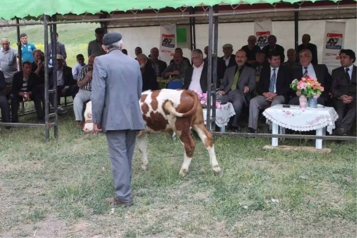 Sarıkamış\'ta Suni Tohumlama Güzel Buzağı Yarışması