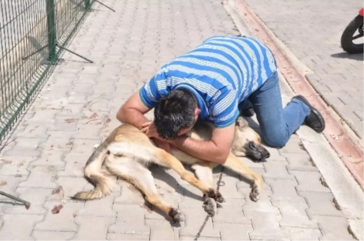 Vahşet Karşısında Sinir Krizi Geçirdi