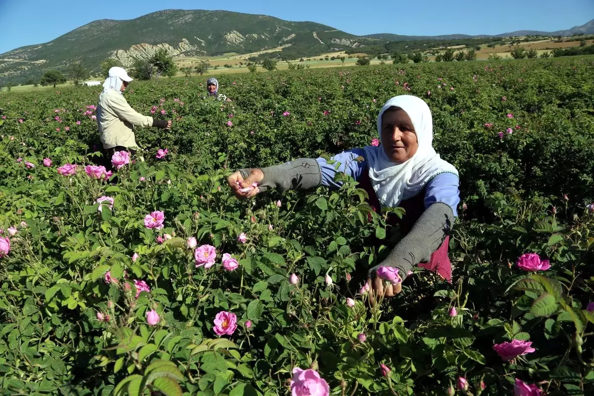 Gül Çiçeği Soğuk ve Yağışlı Havadan Etkilendi Ama Rekolte Arttı